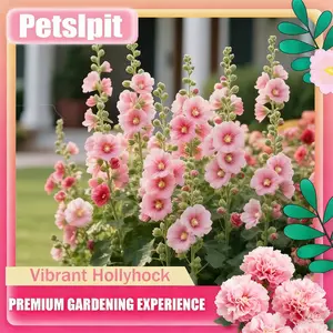 【PetalPit】Promise: Germinate or Refund]500PCS+ Hollyhock Seeds – Colorful Tall Blooms, Heirloom & Non-GMO, Perfect for Fences, Borders & Cottage Gardens