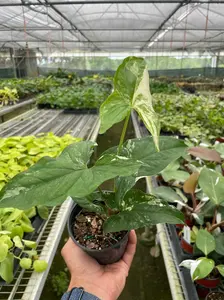 Syngonium 'Albo Variegata' - White Lightning: Variegated Arrowhead Plant