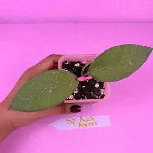 Hoya sp. Aceh Agusen 2.5” | Rare Hoya | Collector Plant