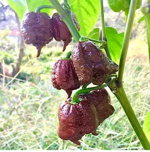 100 Choccolate Carolina Reaper Chili Pepper Seeds World Record Hot Peppers Seed