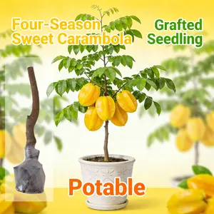 Starfruit Tree – Live Carambola Plant Perfect for Backyard or Patio Garden