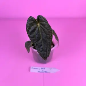 RARE Anthurium Sinussy Pap x Michelle 4” | Hybrid Anthurium | Collector Plant