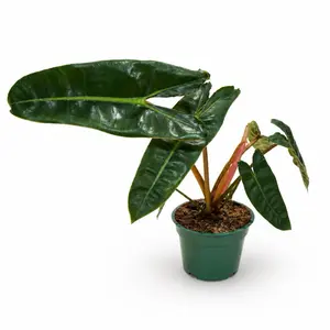 Philodendron Billietiae 4’Pot