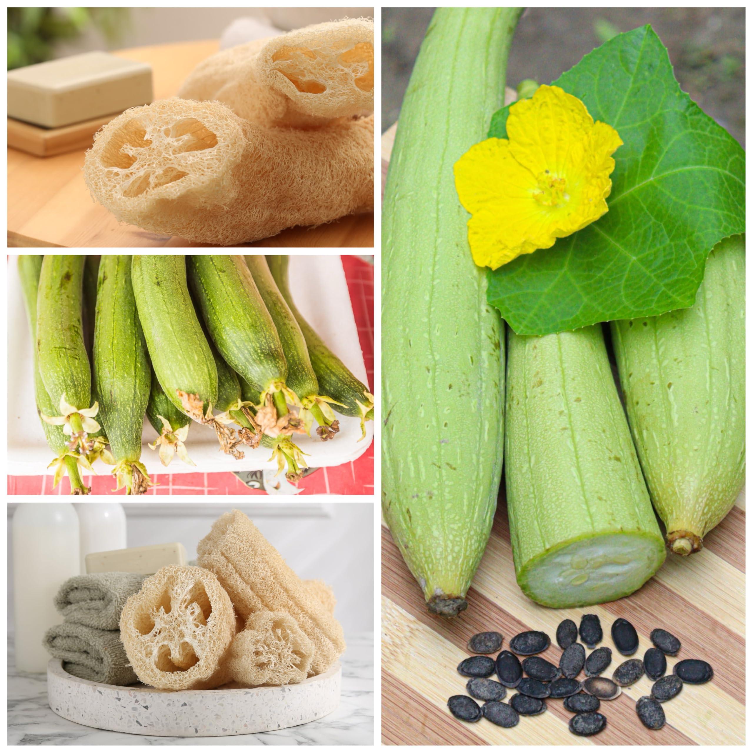 30+ Long Angled Luffa & Gourd Smooth Luffa Seeds Vegetable Fruit Seed Edible Tropical Vegetable Garden Asian Luffa