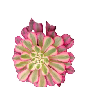 Aeonium Garnet Red Copper Yellow Brocade