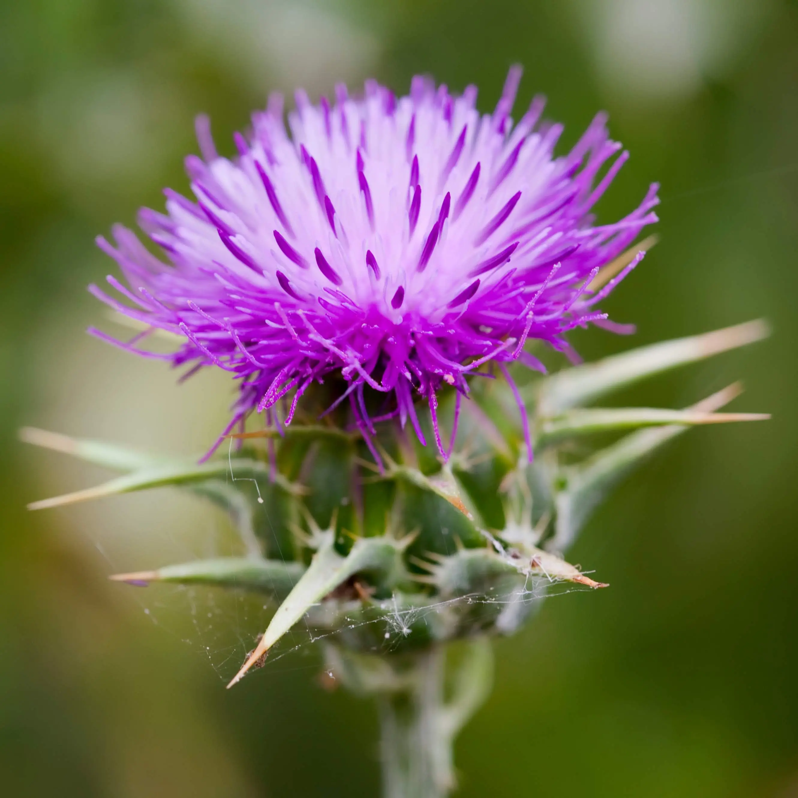 Organic Milk Thistle Seeds (Silybum marianum) – Striking Purple Blooms, Medicinal Herb, Easy to Grow, Natural Detox Support – 25+ Seeds