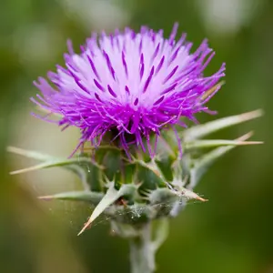 Organic Milk Thistle Seeds (Silybum marianum) – Striking Purple Blooms, Medicinal Herb, Easy to Grow, Natural Detox Support – 25+ Seeds