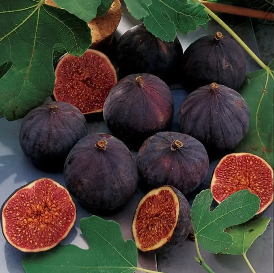 Chicago Hardy Fig Plant - Ficus carica - Fig Tree Live Plant - 1 Plant/Plug Tree 4-8 Inches Tall - Dormant shipping in winter