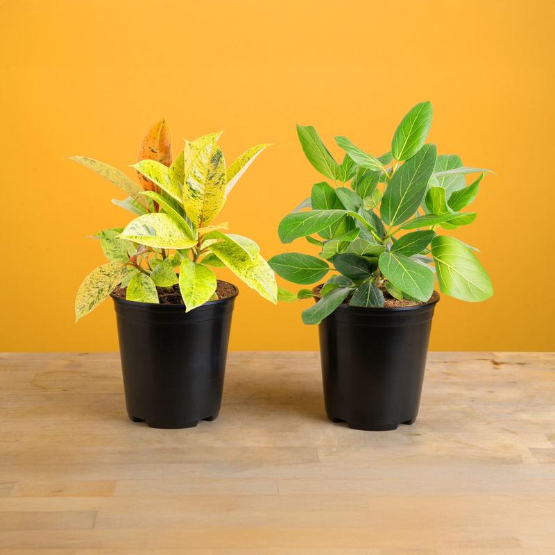 Grower's Choice Variegated Ficus | medium