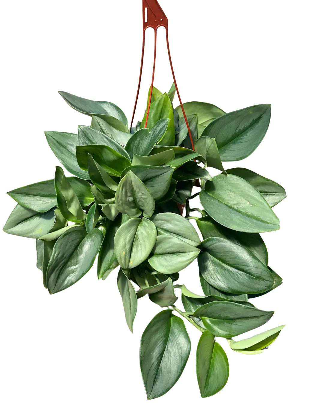 6" Scindapsus Treubii Moonlight – Live Plant