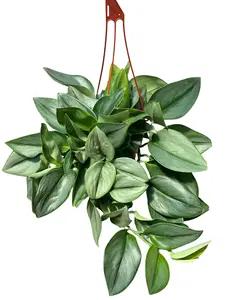 6" Scindapsus Treubii Moonlight – Live Plant