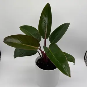 Xl Philodendron Red Congo 6" pot - Low Maintenance Indoor House Plant for Home Decor