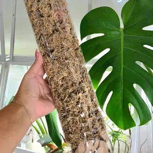 24 inch D-Shaped Moss Pole for Climbing Plants | Pre-Filled with Sphagnum Moss | Clear Plastic Support Pole for Aroids Monstera Philodendron