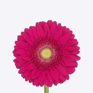 Gerber Cranberry - 50 Stem Bunch
