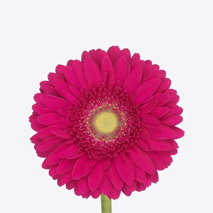 Gerber Cranberry - 50 Stem Bunch