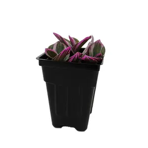 Rare Nanouk Pink Tradescantia - Collector's Series - 2.5" Pot