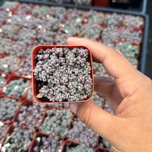 Sedum Rainbow 2 in pot plant succulent