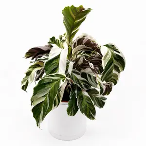 Calathea White Fusion Live Indoor Plant, 8" Pot, Pet-Safe Houseplant with Unique White-Green-Pink Leaves for Home Decoration (Home Improvement, Garden Supplies)