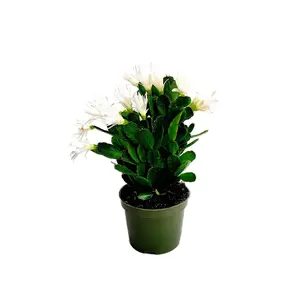 4” Pot, White Spring Cactus, Easter Cactus, Rhipsalidopsis gaertneri – Houseplants, Flowering Plants, Succulents