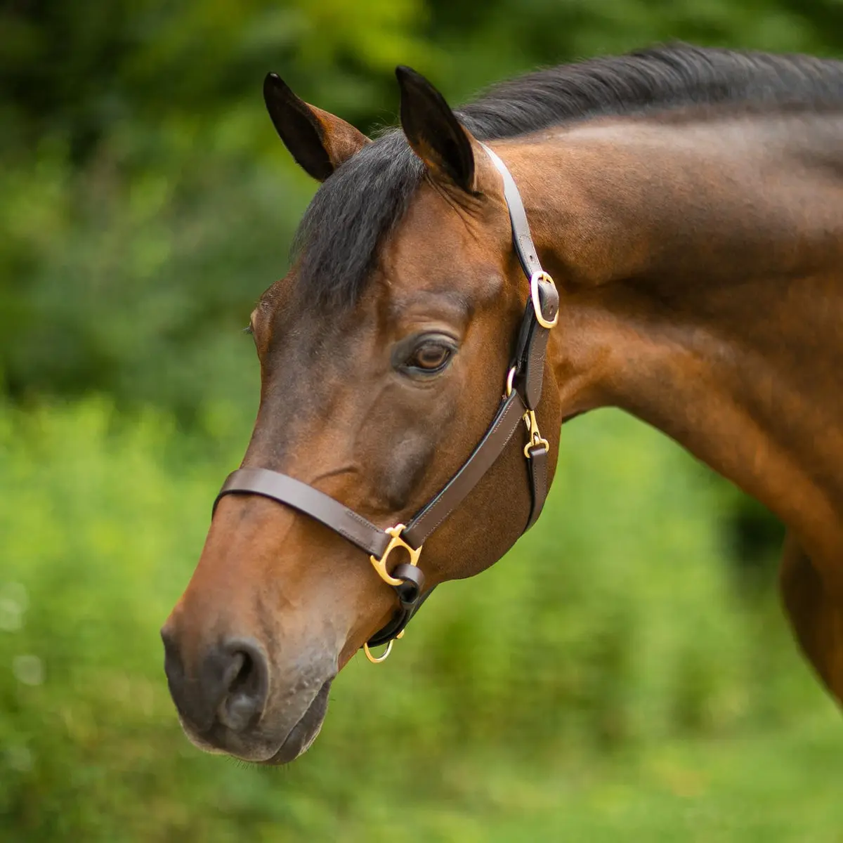 Classic Leather Horse Halter, Durable Tack with Solid Brass Hardware, Adjustable Chin, and Easy On/Off Snap at the Throat for a Comfortable Fit, Gifts