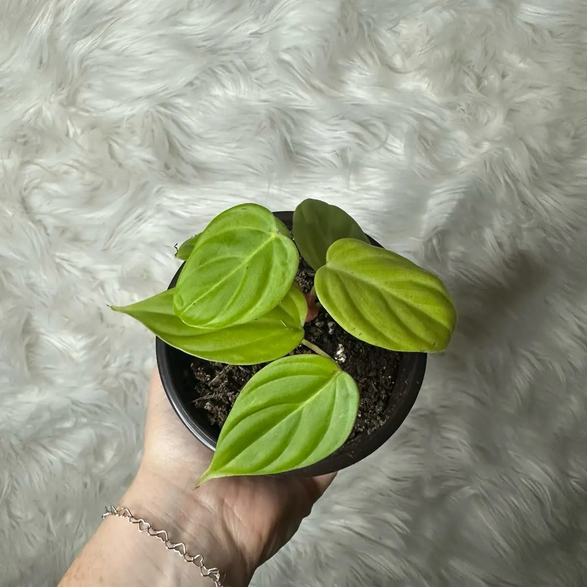 Fuzzy Petiole Philodendron 4”