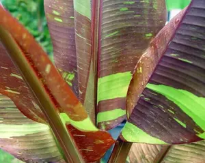 Banana - SIAM RUBY- Variegated Ornamental Banana - Starter live plant in pot