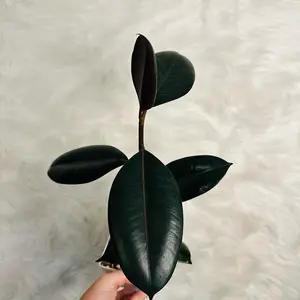 4” Rubber Tree Ficus Burgundy - Indoor Plant for Home and Office
