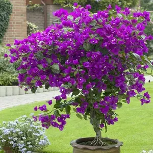 Multicolor Bougainvillea , Trangular Plum-South American Jasmine 50 Seeds ，Striking Landscaping Privacy Screen Plant Fast Growing & Maintain
