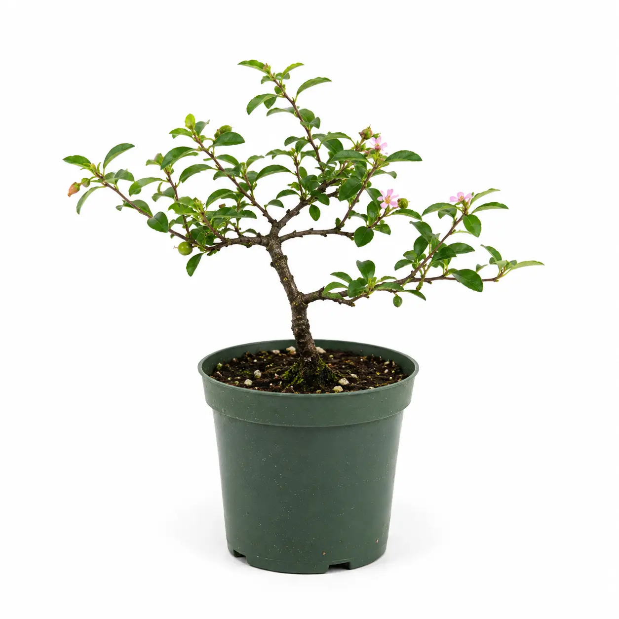 Dwarf Barbados Cherry in 4" Pot - Pre Bonsai