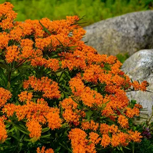 Butterfly Milkweed