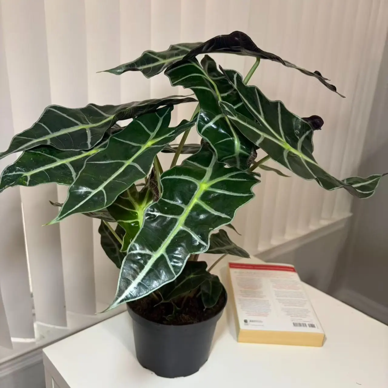 RZ-42  Alocasia Polly Live Plant in 6 Inch Nursery Pot, African Mask Plant Indoor Houseplant with Green Arrow-Shaped Leaves, Tropical Foliage Plant for Home Office Decor