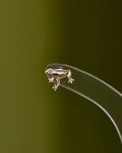14K Frog Stud