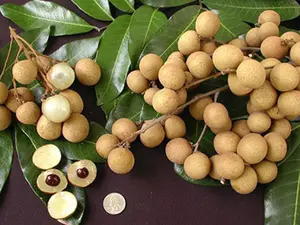 Air layered kohala longan tree - LIVE PLANT - 3ft tall ship in 3 gallon pot