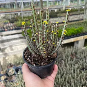 4” Euphorbia Aeruginosa Succulent Live Plant