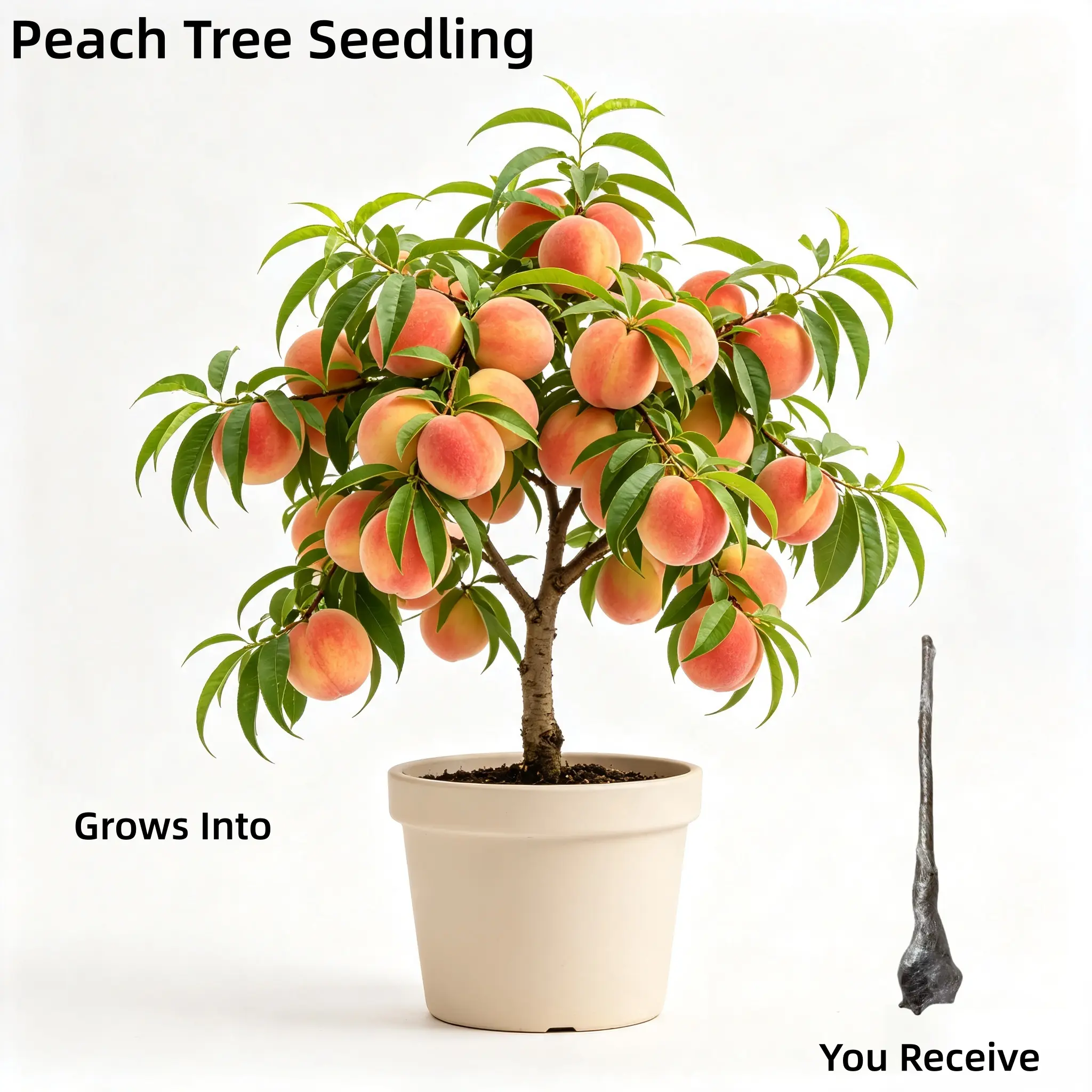 Healthy Honey Peach Tree Sapling - High-Yield, Bare Roots, Moist Packaged for Outdoor Garden Backyard Growers, Ideal for Full Sun Backyard Orchard