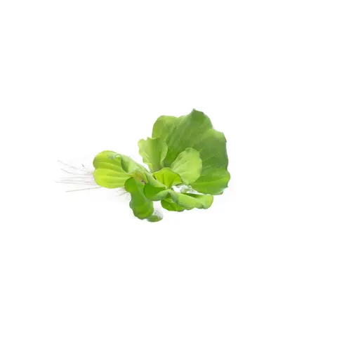 Pistia Stratiotes/ Water Lettuce