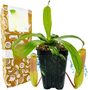 Ventricosa Pitcher Plant - Carnivorous Nepenthes ventricosa for Indoor and Outdoor Gardening