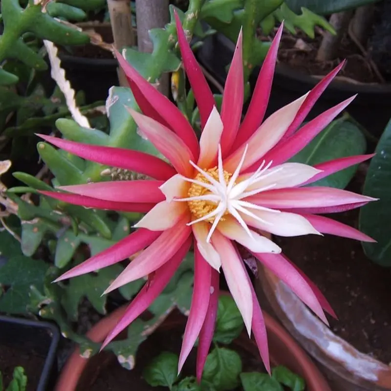 Fishbone Cactus Orchid Cactus Zig Zag in 2.5" pot