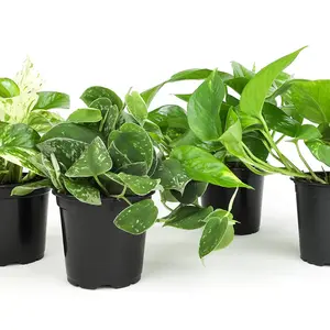 Live Pothos Plants (4PK) Indoor Plants Live Houseplants, Pothos Live Plant House Plants, Money Plant Indoor Pothos Plant Decorative Fruit