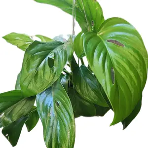 8" Monstera Adansonii Subspecies Laniata Narrow Leaf Monstera Houseplant Decorative Indoor Plant