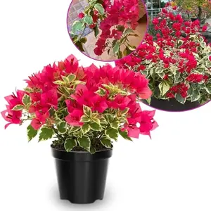 Fresh bougainvillea plants, 5–7 inches tall; a climbing variety suitable for growing as an ornamental plant both indoors and outdoors (flower colours range from red to pink)