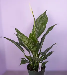 Spathiphyllum Domino Live Plant 6” Pot | Variegated Peace Lily