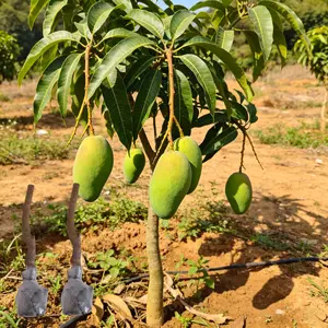 （QD#ZR）Healthy Green Mango Tree Seedling for Indoor and Outdoor Gardening, Ideal for Backyard, Container, or Patio, Easy-to-Grow Tropical Fruit Plant