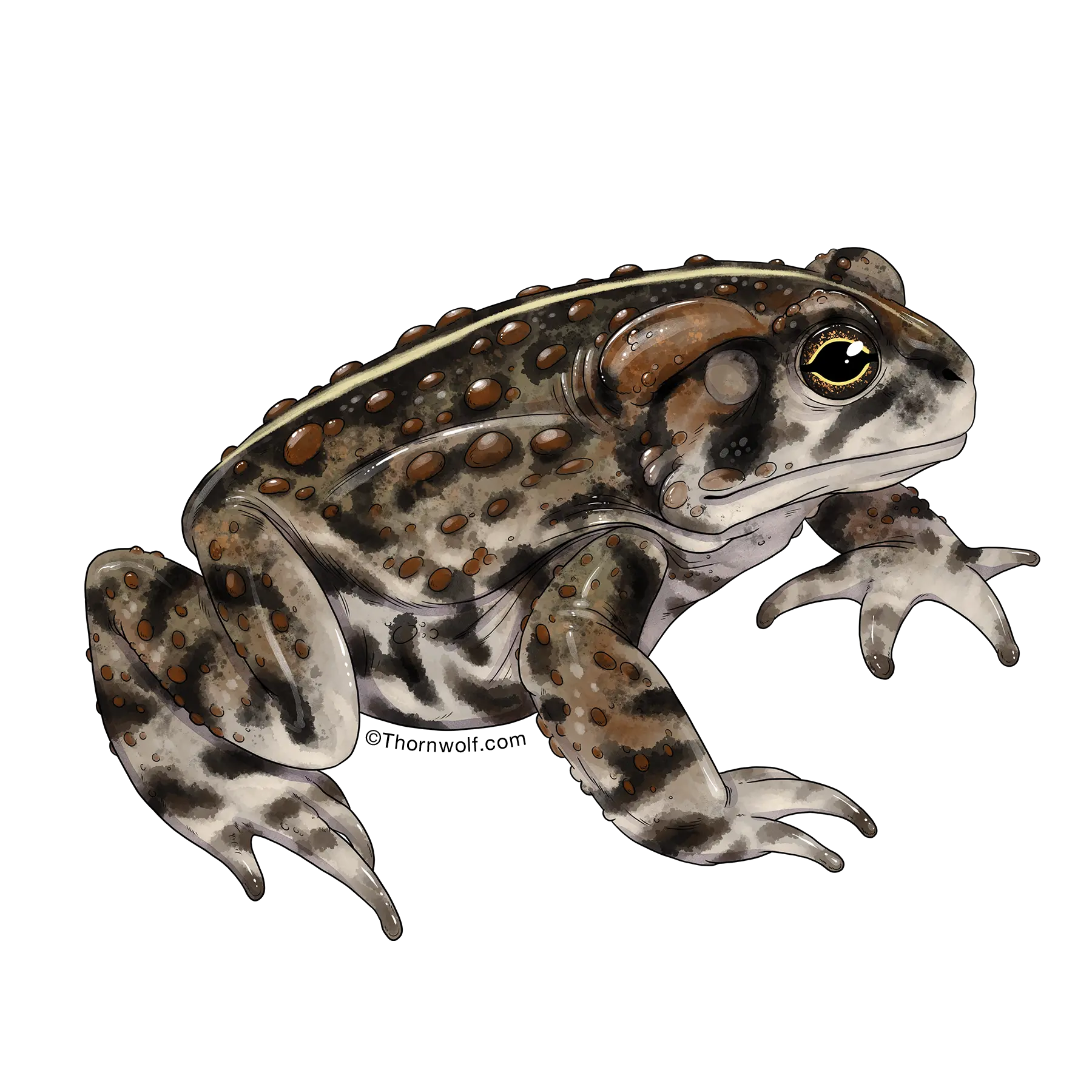Toad Clear Vinyl Sticker