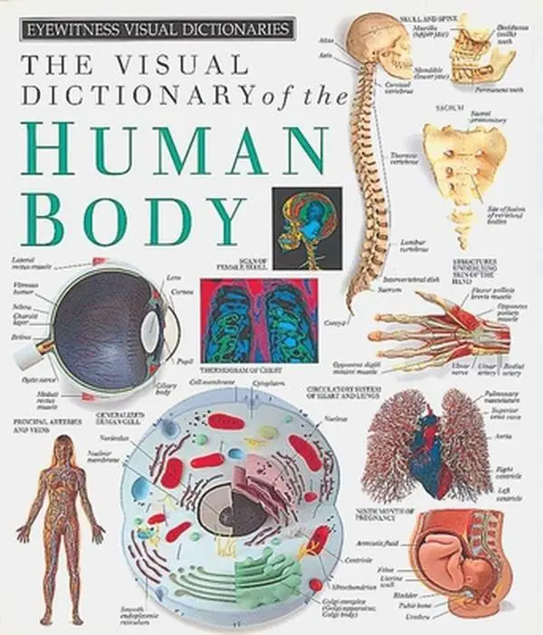 USED-Eyewitness Visual Dictionaries: The Visual Dictionary of the Human Body by DK (Hardcover)