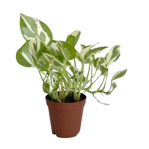 Pothos Njoy Live Plant in 4″ Pot – Easy-Care Indoor Vine, Variegated Leaves, Air-Purifying Hanging Houseplant for Home, Office, or Shelf Decor, Low-Light Friendly