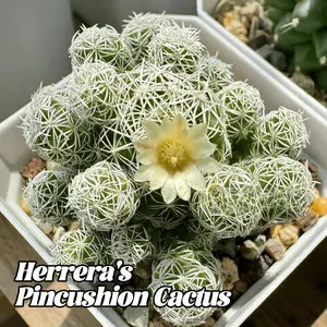 White bird cactus plant, fresh delivery, preferred for beginners, suitable for home and office desktop decoration, ideal gift for plant lovers and relatives/friends, easy to grow, fast shipping