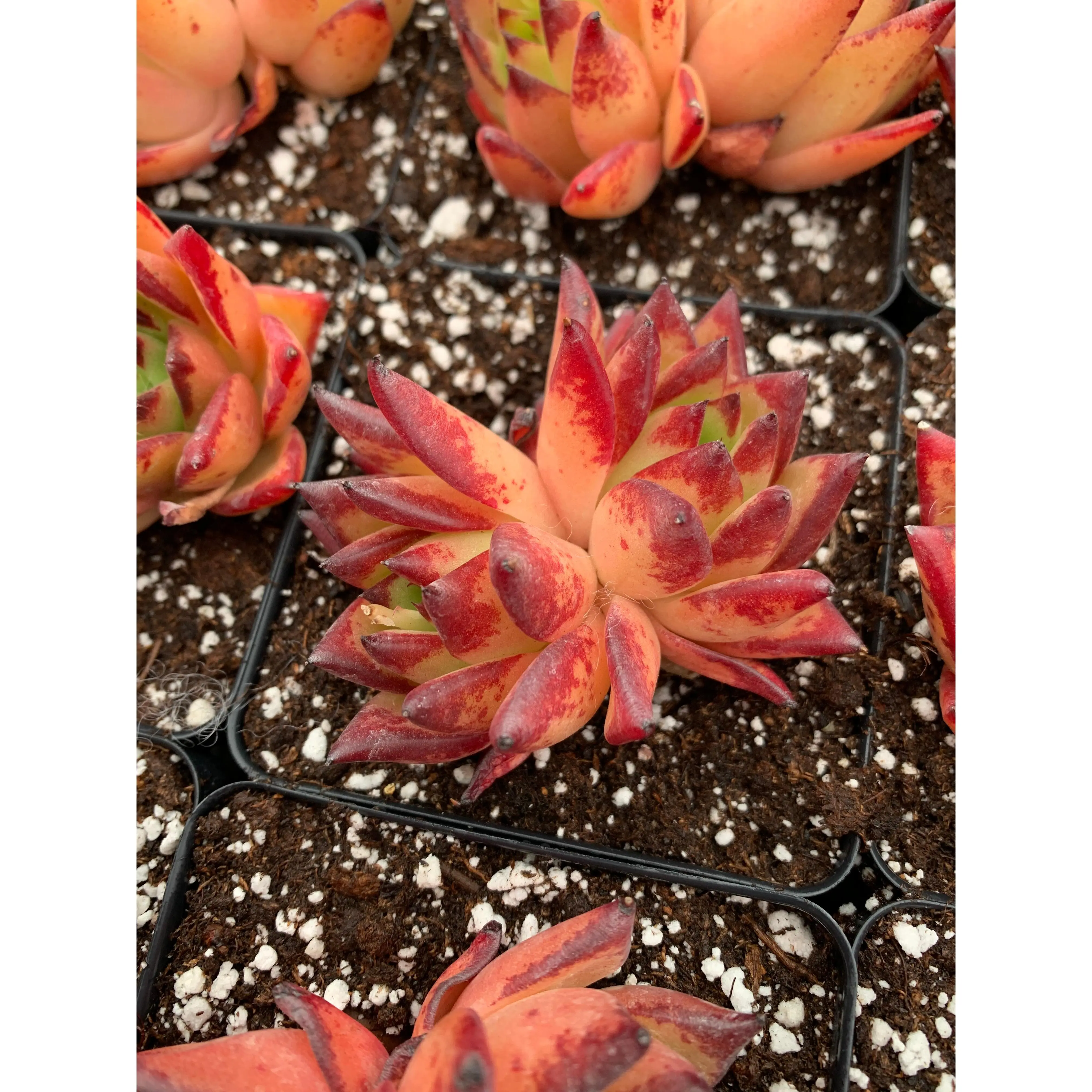 Echeveria agavoides Orange Ebony - April Farm/Rare Succulents