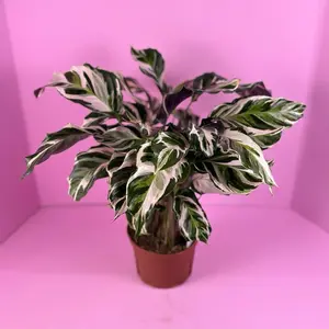 Calathea Stella 6” | Variegated Calathea | Prayer Plant
