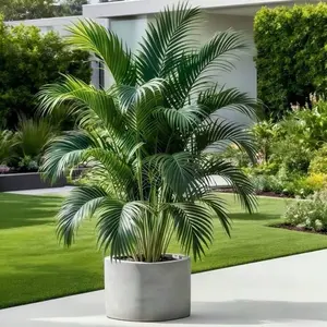 1 Large Outdoor Artificial Palm Tree For Both Indoor And Outdoor Use, Featuring Heat-Resistant, Windproof, And Deformation-Resistant Properties. Suitable For Multiple Scenarios, Including Festive New Year Decorations, Holiday Parties, And Other Occasions.